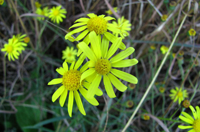 Senecio polyanthemoides